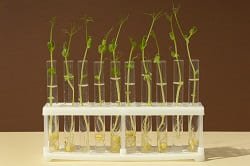 Seed Research & Development